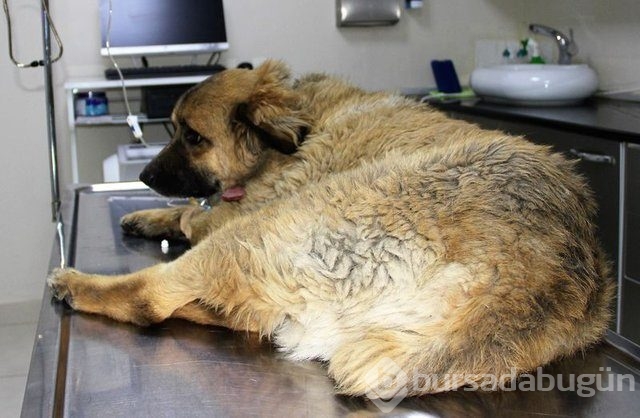 Köpekleri zehirledi, gülerek uzaklaştı!