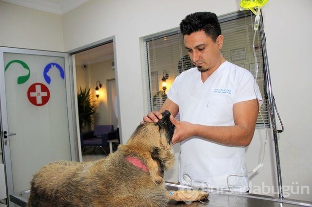 Köpekleri zehirledi, gülerek uzaklaştı!