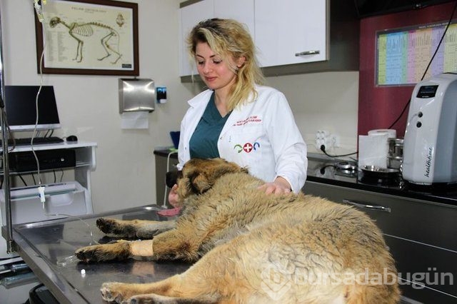Köpekleri zehirledi, gülerek uzaklaştı!