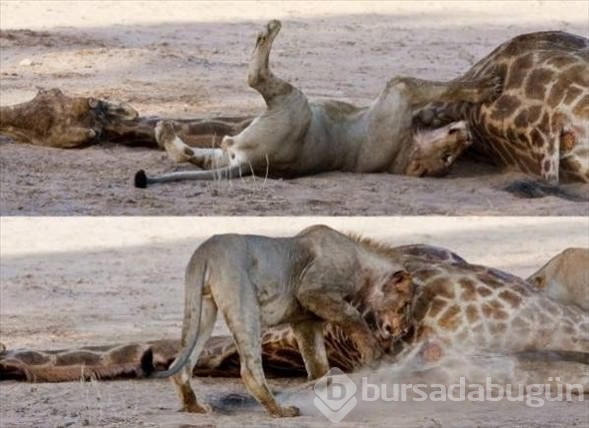 Aslan ailesinin zürafa avı	