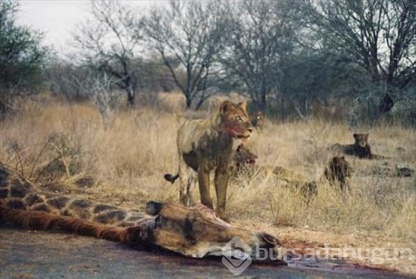 Aslan ailesinin zürafa avı	
