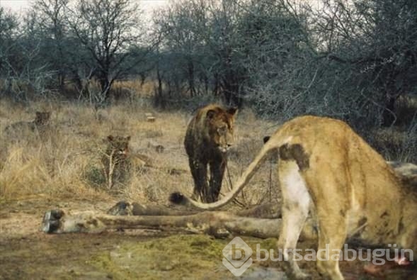 Aslan ailesinin zürafa avı	