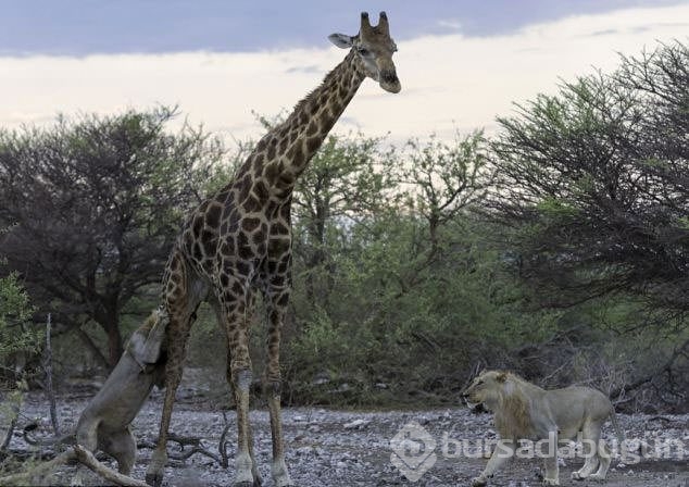 Aslan ailesinin zürafa avı	