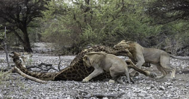 Aslan ailesinin zürafa avı	