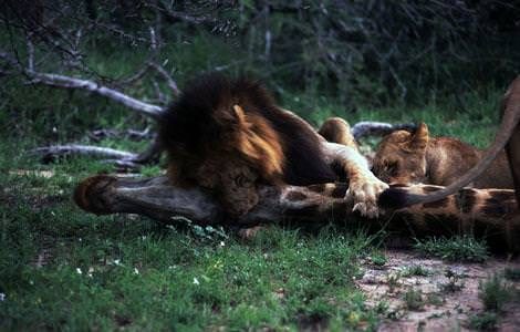 Aslan ailesinin zürafa avı	