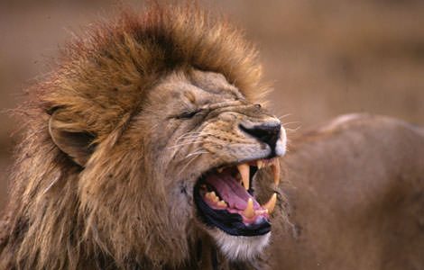 Aslan ailesinin zürafa avı	
