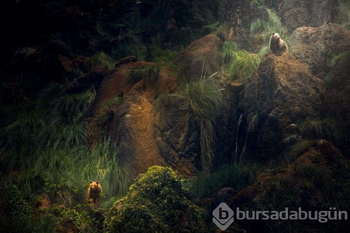 Smithsonian fotoğraf ödüllerinin finale çıkan fotoğrafları	