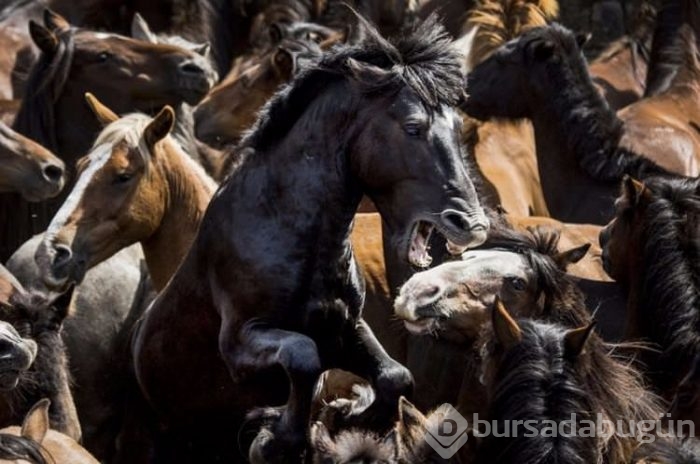 Smithsonian fotoğraf ödüllerinin finale çıkan fotoğrafları	