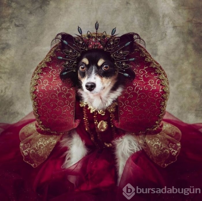 Smithsonian fotoğraf ödüllerinin finale çıkan fotoğrafları	