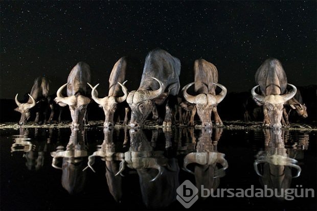 2017 Sony Dünya Fotoğrafçılık Yarışması'nda finale kalan fotoğraflar	