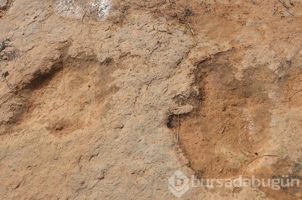 Tunus'ta dinozorların ayak izleri bulundu 