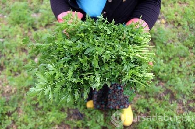 İşte besinlerin mucizevi faydaları