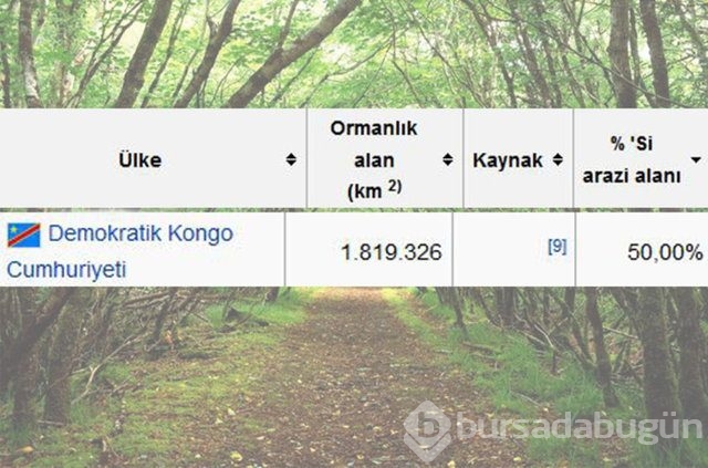 Dünyada en çok ağaç hangi ülkede?