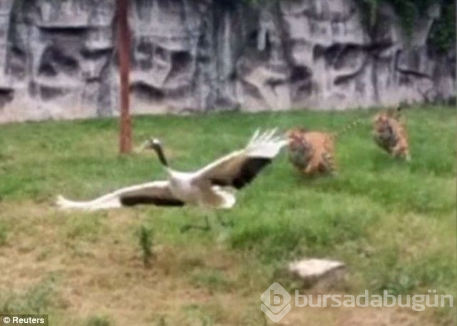Dünyanın en kabadayı kuşu!