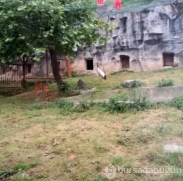 Dünyanın en kabadayı kuşu!