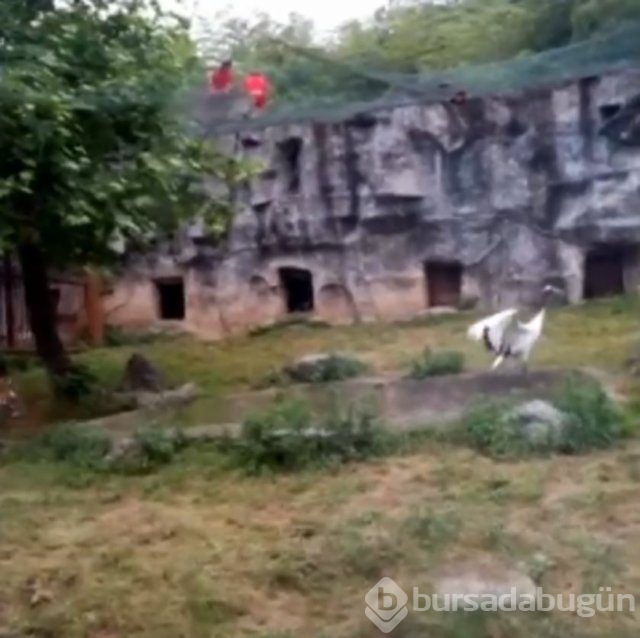 Dünyanın en kabadayı kuşu!