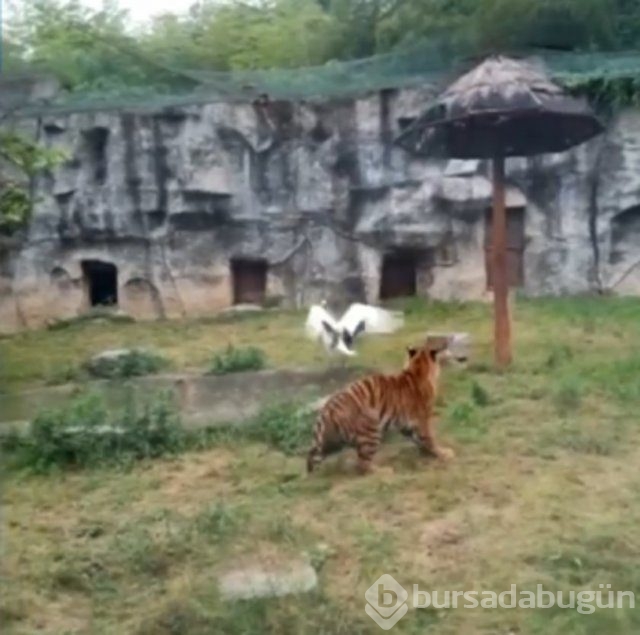 Dünyanın en kabadayı kuşu!