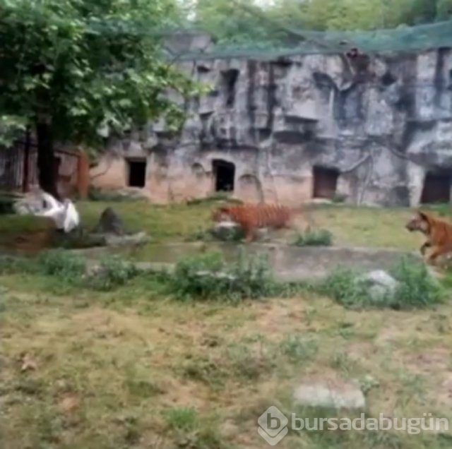 Dünyanın en kabadayı kuşu!