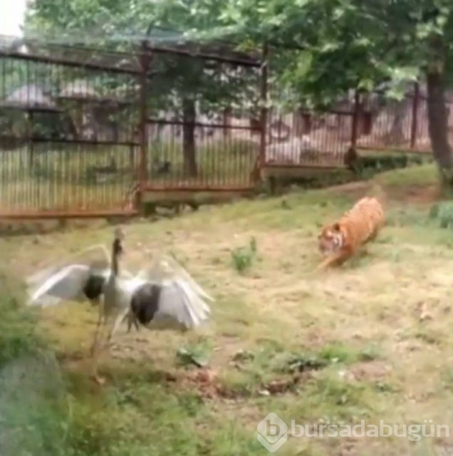 Dünyanın en kabadayı kuşu!
