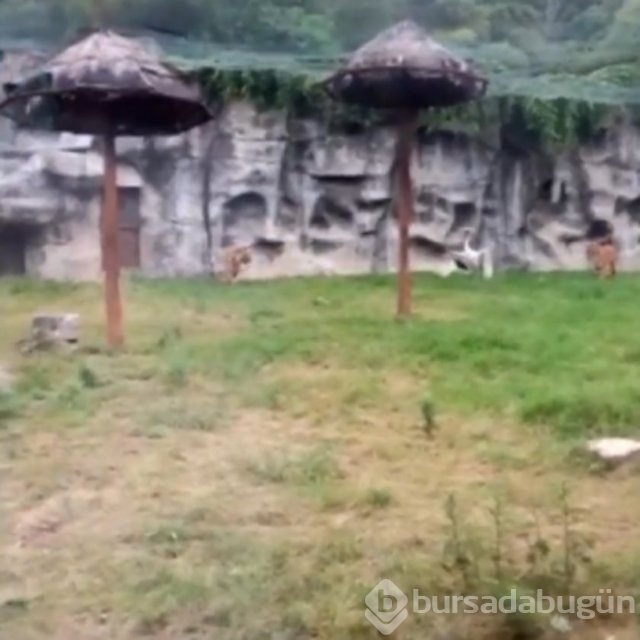 Dünyanın en kabadayı kuşu!