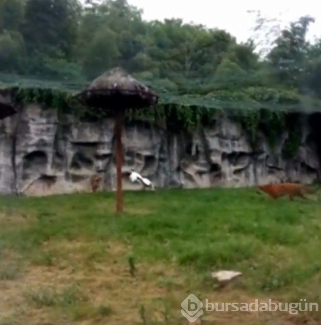 Dünyanın en kabadayı kuşu!