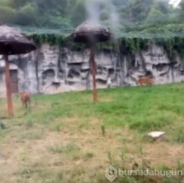 Dünyanın en kabadayı kuşu!