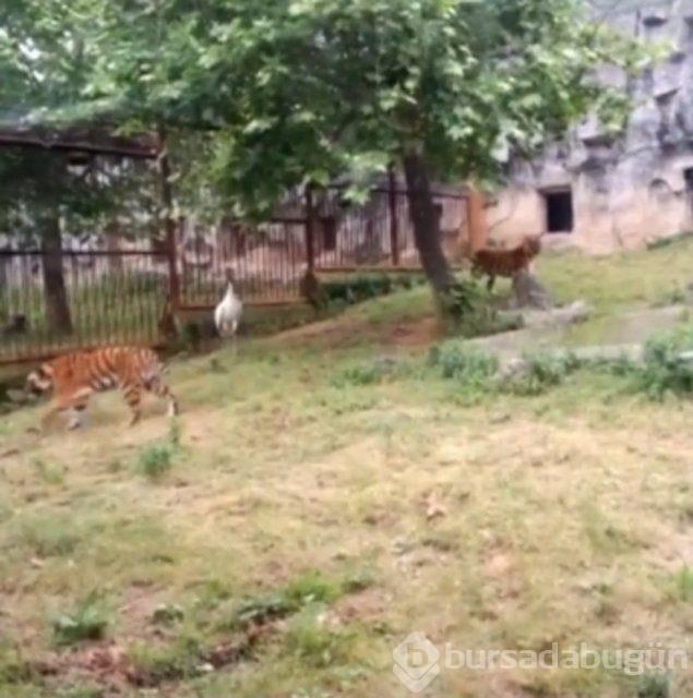 Dünyanın en kabadayı kuşu!