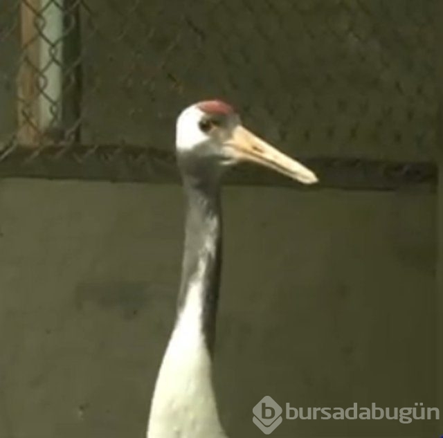 Dünyanın en kabadayı kuşu!