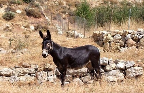 Dünyada uygulanan en tuhaf yasaklar!