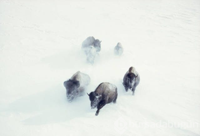 National Geographic'ten daha önce görülmemiş fotoğraflar