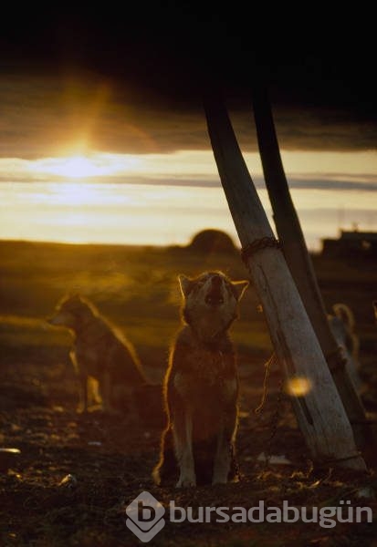 National Geographic'ten daha önce görülmemiş fotoğraflar