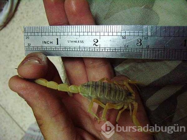 Dünyanın en tehlikeli canlıları