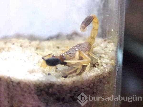 Dünyanın en tehlikeli canlıları