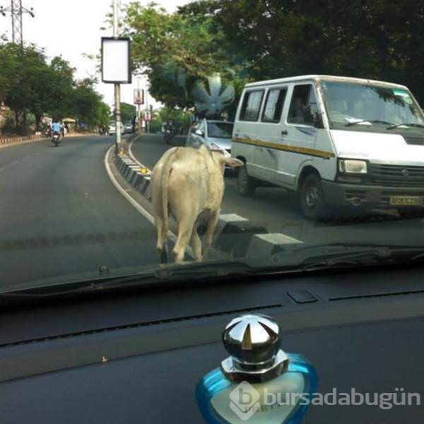 Sadece Hindistan'da göreceğiniz kareler