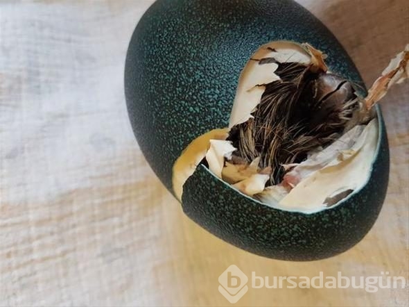 Aldığı yumurtanın içinden çıkan şey şoke etti!