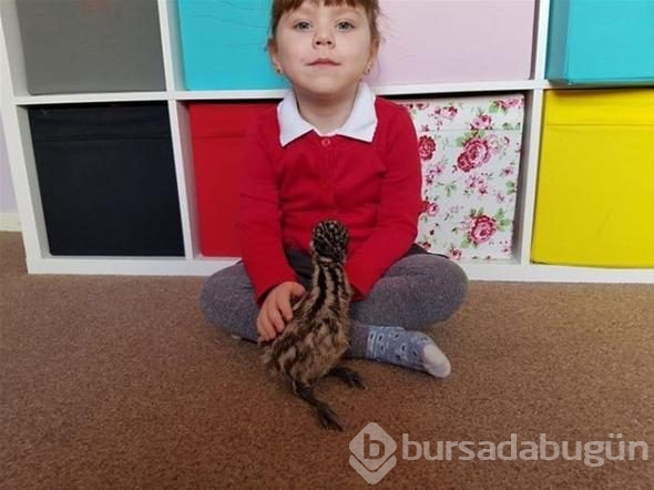 Aldığı yumurtanın içinden çıkan şey şoke etti!