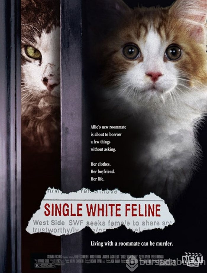 Ünlü film afişlerinin kedili halleri
