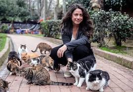 Kedi