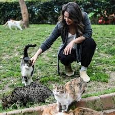 Kedi