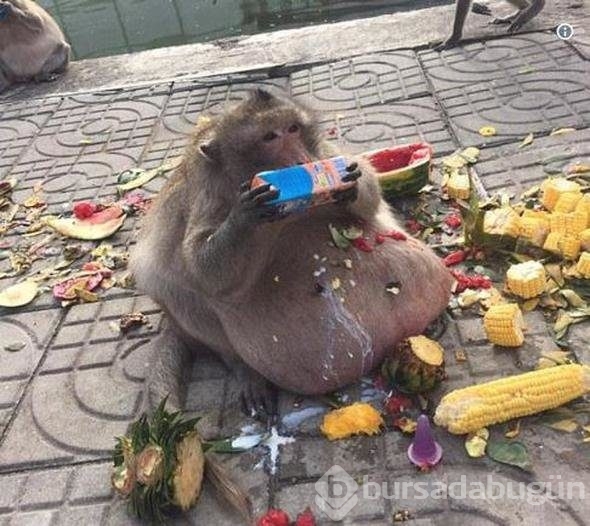 'Şişman Dayı' yakalandı!