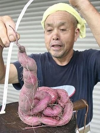 Japonların ilginç meyveleri