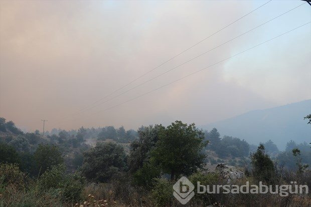 Denizli'de orman yangını