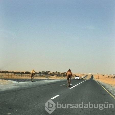 Sadece Dubai'de görebileceğiniz fotoğraflar