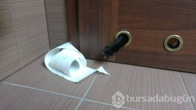 İnternetin fenomen kareleri