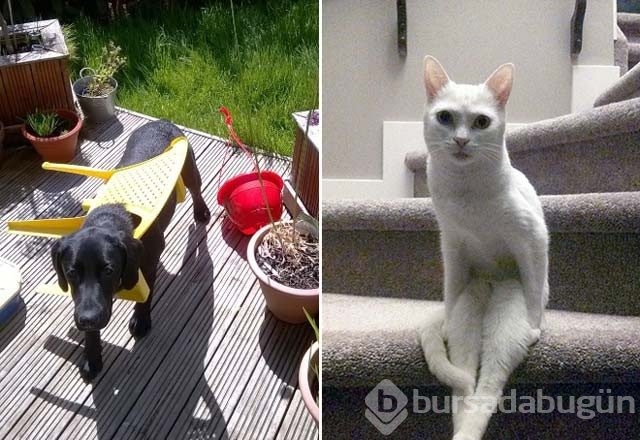 Eşyaları anlamları dışında kullanan hayvanlar güldürdü
