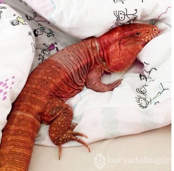 Instagram'da fenomen kertenkele rüzgarı gören inanamıyor