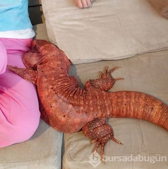 Instagram'da fenomen kertenkele rüzgarı gören inanamıyor