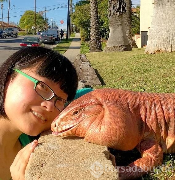 Instagram'da fenomen kertenkele rüzgarı gören inanamıyor