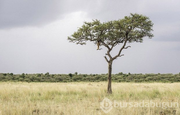 Fotoğrafta gizlenen leoparı görebiliyor musunuz?