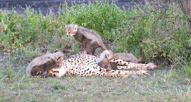 Fotoğrafta gizlenen leoparı görebiliyor musunuz?
